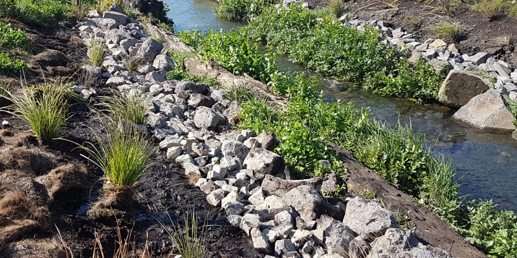 Stream Restoration, Auckland