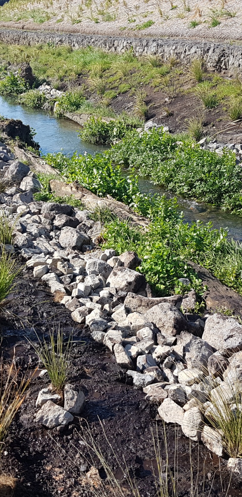 Stream Restoration, Auckland