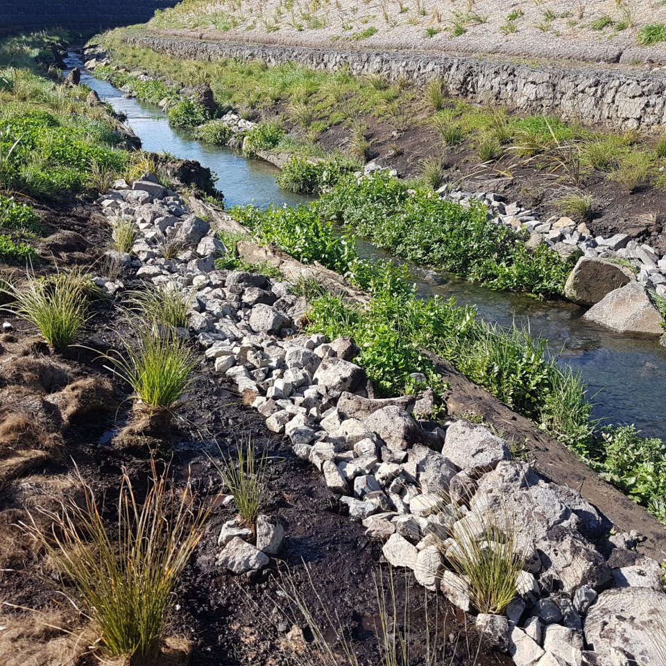 Stream Restoration, Auckland