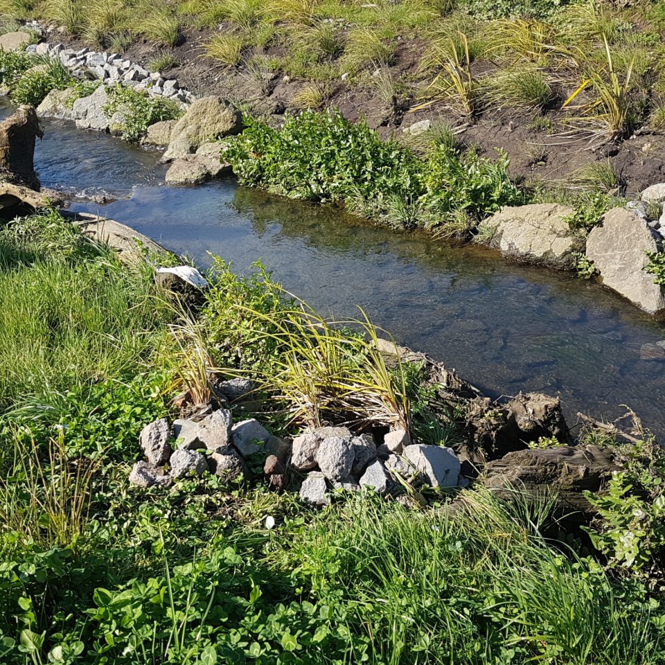Stream Restoration, Auckland