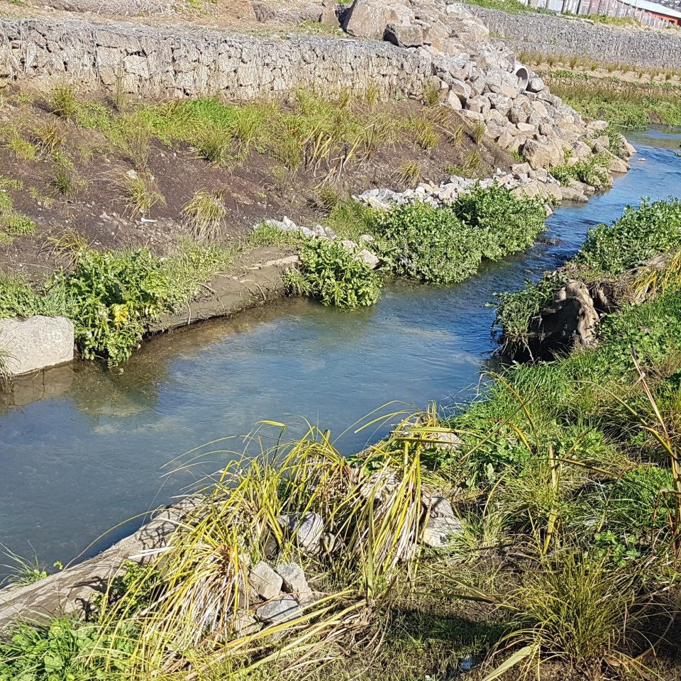 Stream Restoration, Auckland