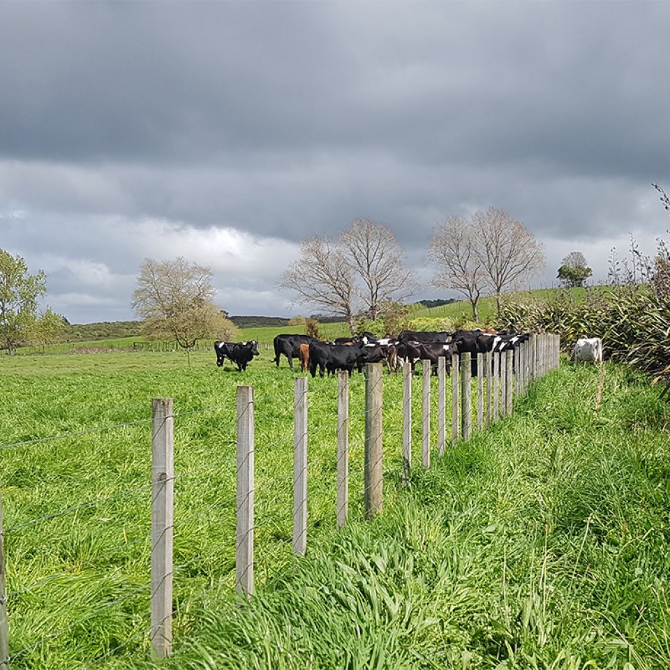 Brymer Heights, Hamilton