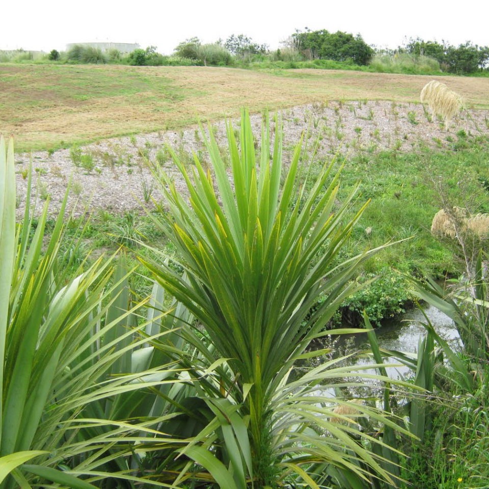 Southern Gateway, Auckland