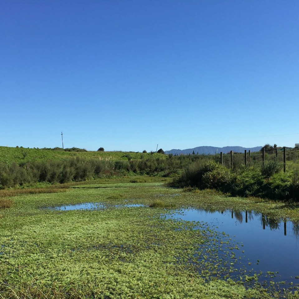 Te Awa Lakes, Hamilton